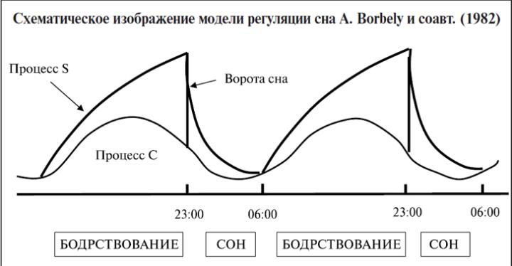 Схематическое изображение модели регуляции A.Barbely и соавт. (1982)